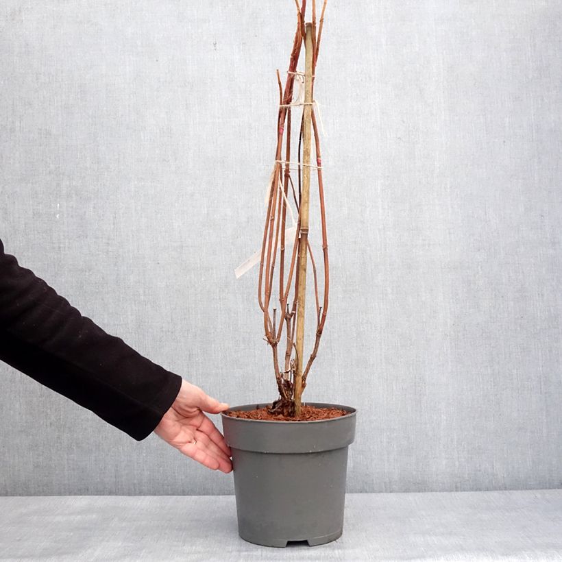 Exemplar von Eichenblatt-Hortensie Snowcicle - Hydrangea quercifolia Topf mit 4L/5L wie im Winter geliefert