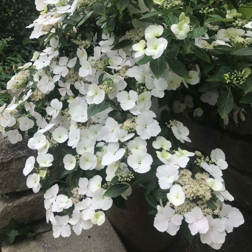Hydrangea Runaway Bride - Girlanden-Hortensie (Flowering)