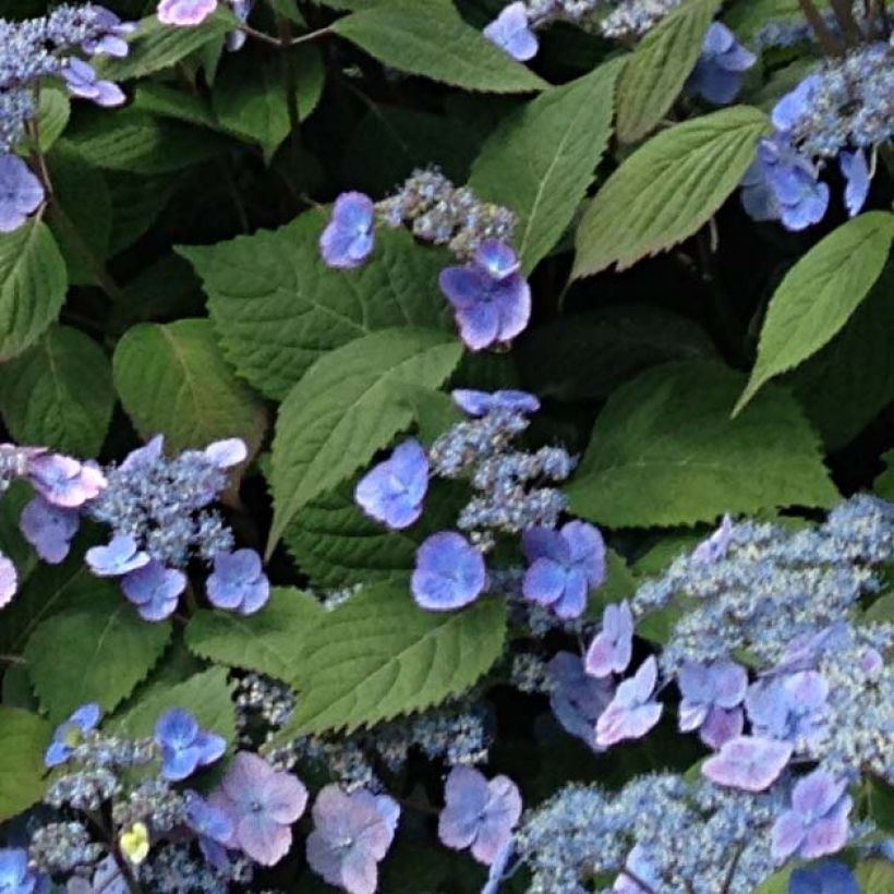 Hydrangea serrata Veerle - Tellerhortensie (Foliage)
