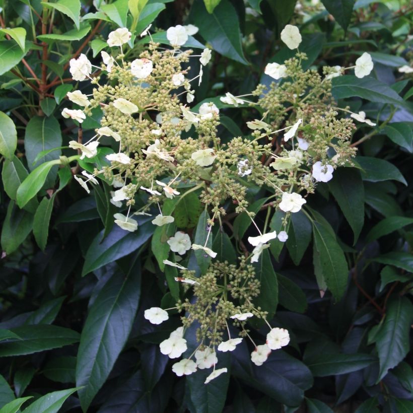 Hydrangea seemanii (Blüte)