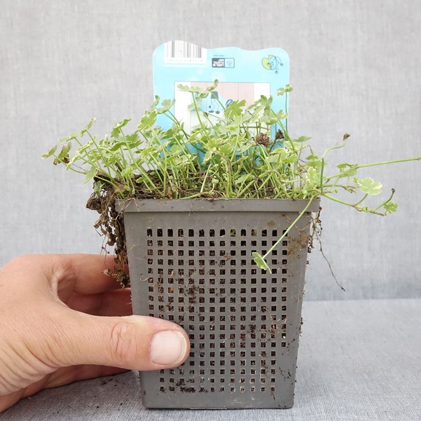 Exemplar von Hydrocotyle sibthorpioides - Kleinblättrige Wassernabel Topf mit 1L/1,5L wie im Frühjahr geliefert