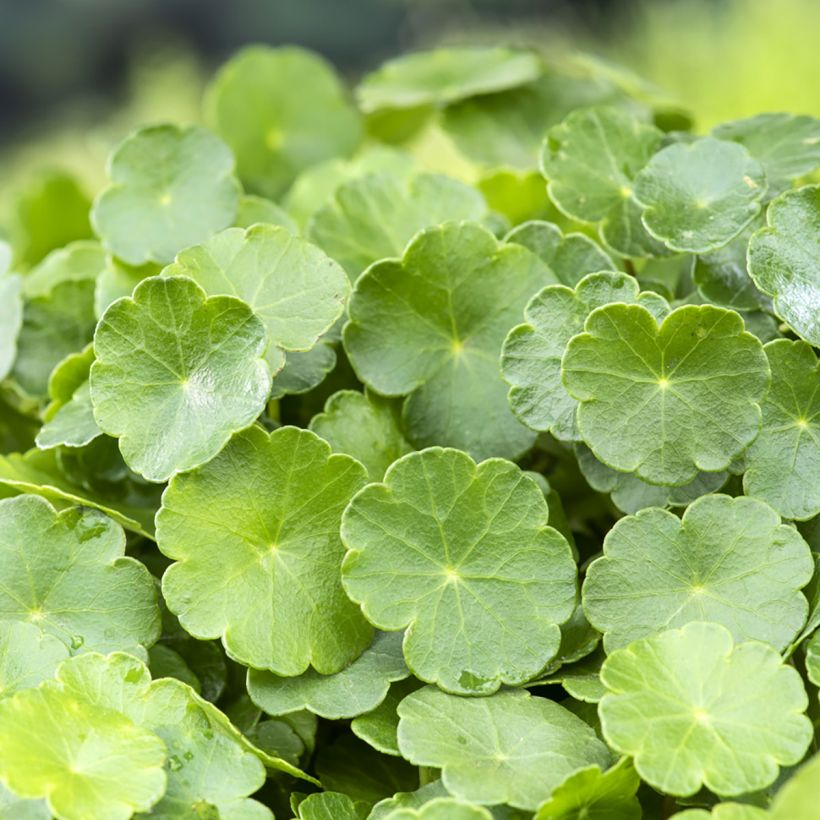Hydrocotyle vulgaris - Wassernabel (Foliage)