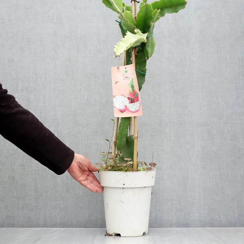 Exemplar von Chacam - Hylocereus undatus Topf mit 6L/7L wie im Herbst geliefert