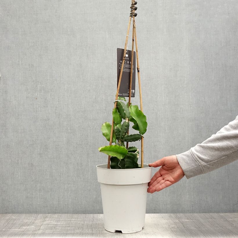 Example of Chacam - Hylocereus undatus Topf mit 6L/7L as you get in printemps