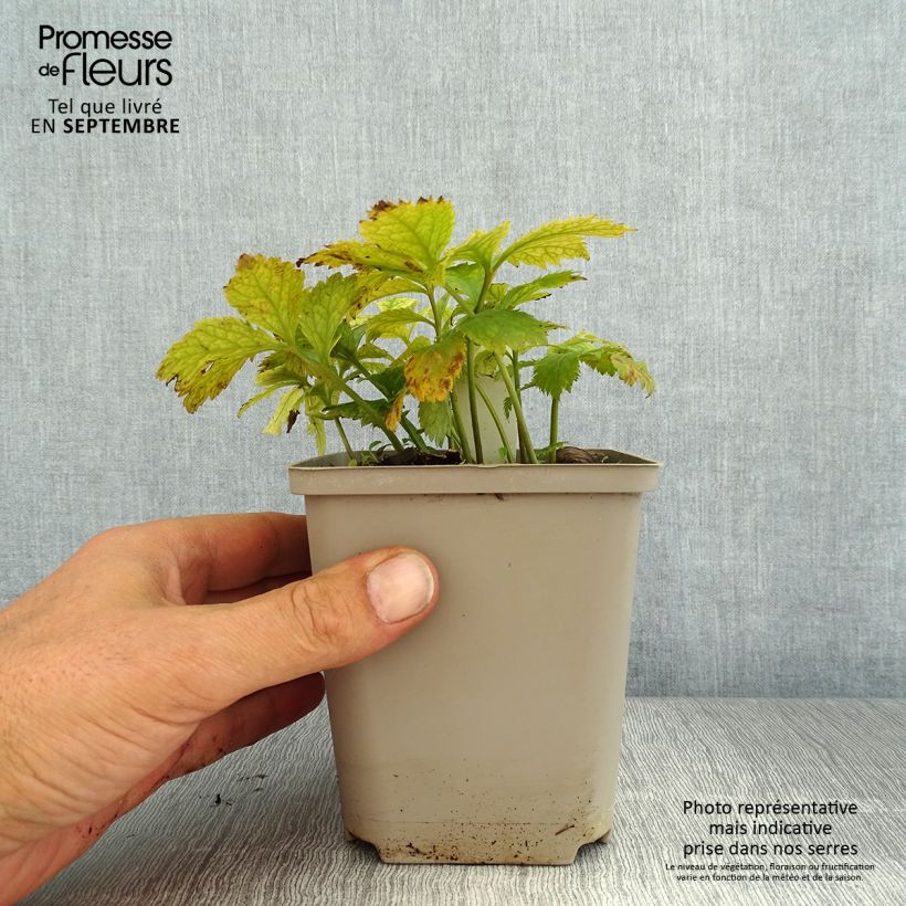 Example of Hylomecon japonica - Japanischer Waldmohn Kleine Töpfe von 8/9 cm as you get in ete