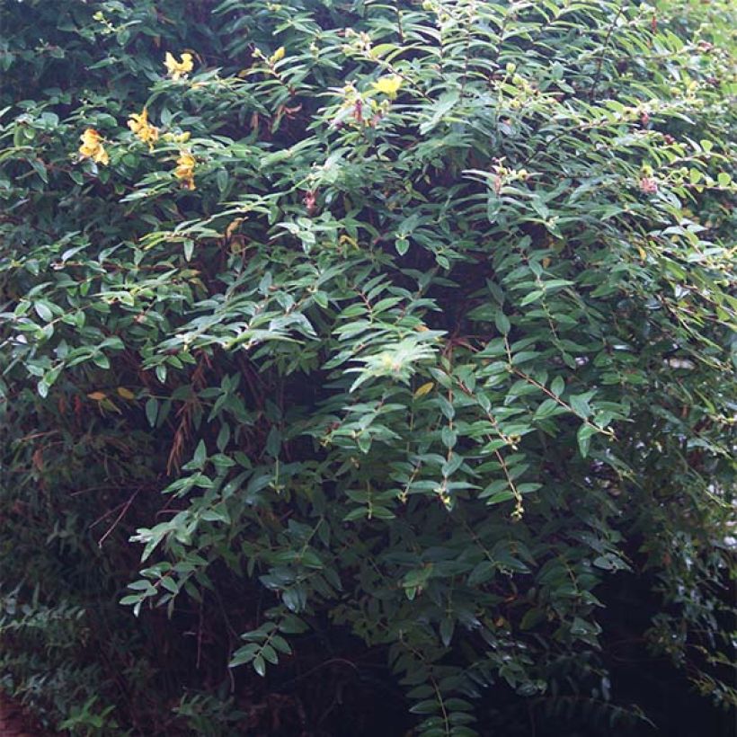 Hypericum calycinum - Kelchiges Johanniskraut (Foliage)