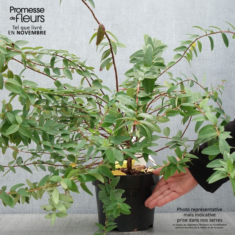 Example of Hypericum dummeri Peter Dummer - Johanniskraut Topf mit 3L/4L as you get in automne