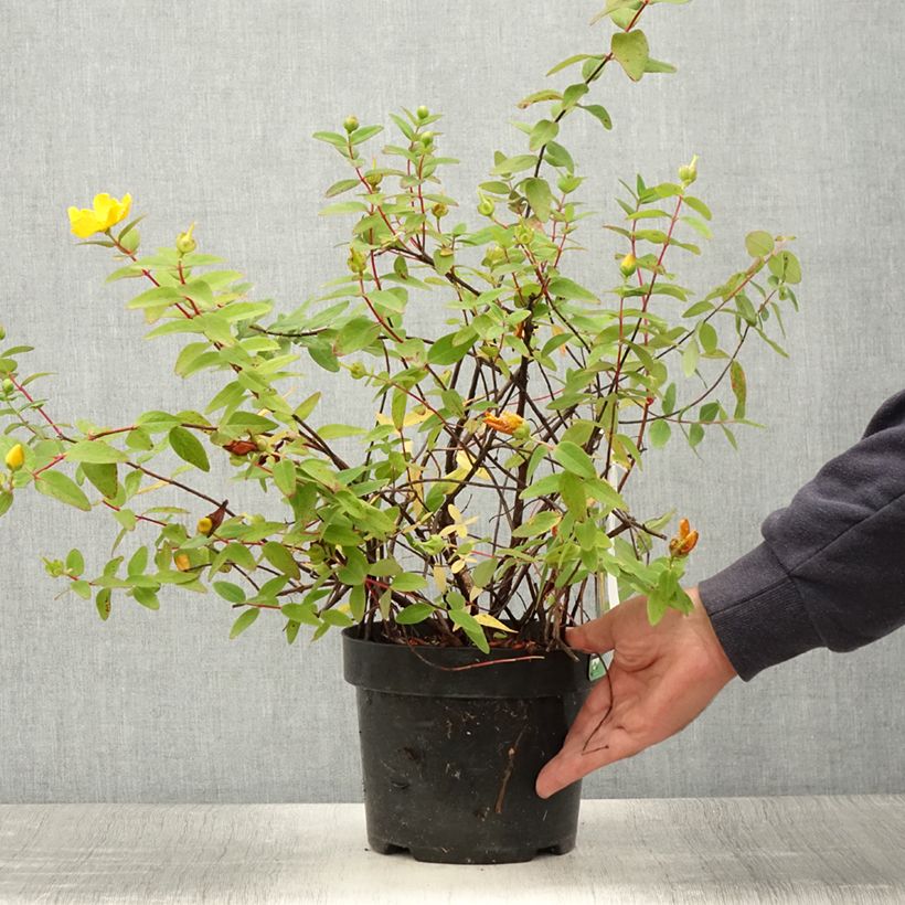 Exemplar von Hypericum dummeri Peter Dummer - Johanniskraut Topf mit 3L/4L wie im Sommer geliefert