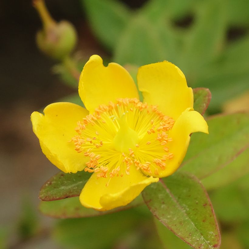 Hypericum dummeri Peter Dummer - Johanniskraut (Flowering)