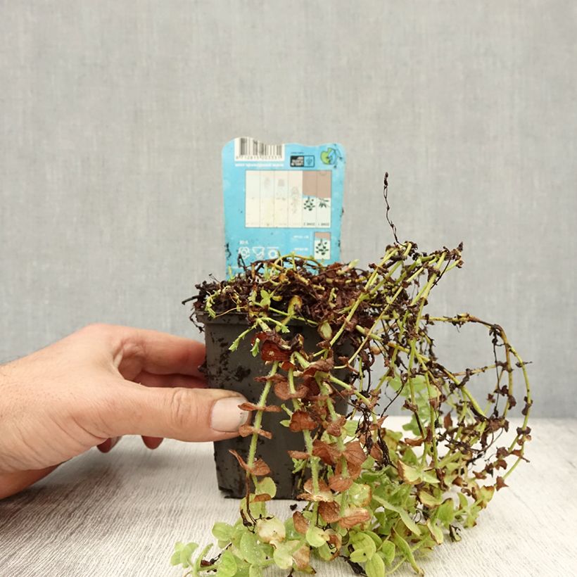 Example of Hypericum elodes - Sumpf-Johanniskraut Kleine Töpfe von 8/9 cm as you get in automne