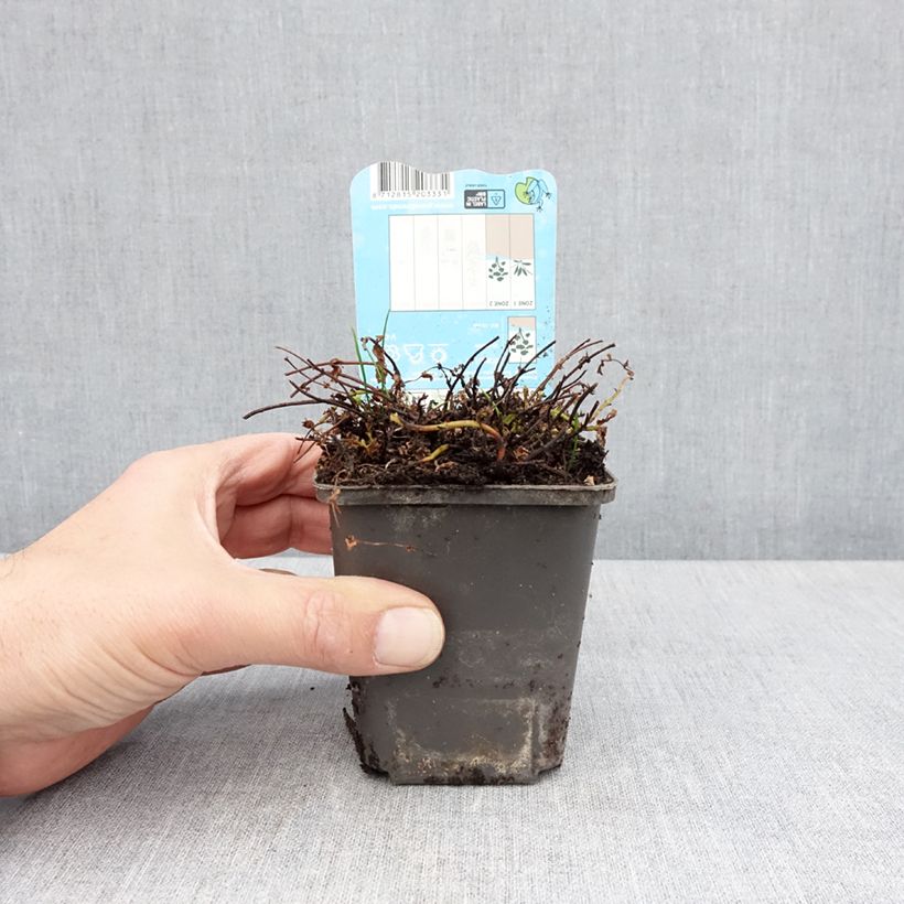 Exemplar von Hypericum elodes - Sumpf-Johanniskraut Kleine Töpfe von 8/9 cm wie im Frühjahr geliefert