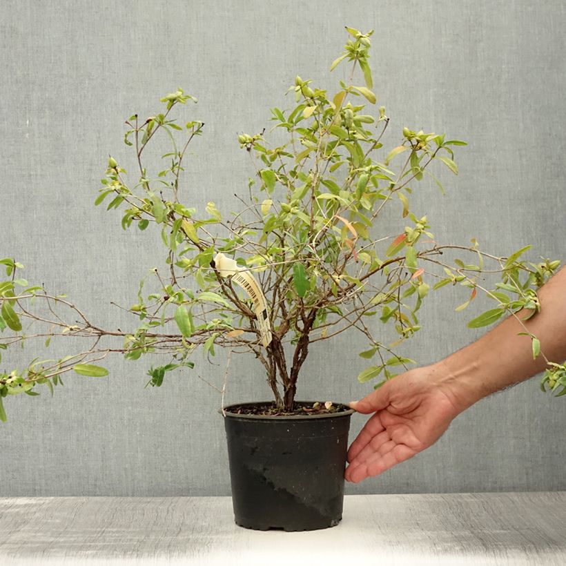 Example of Hypericum frondosum Sunburst - Gold-Johanniskraut Topf mit 3L/4L as you get in ete