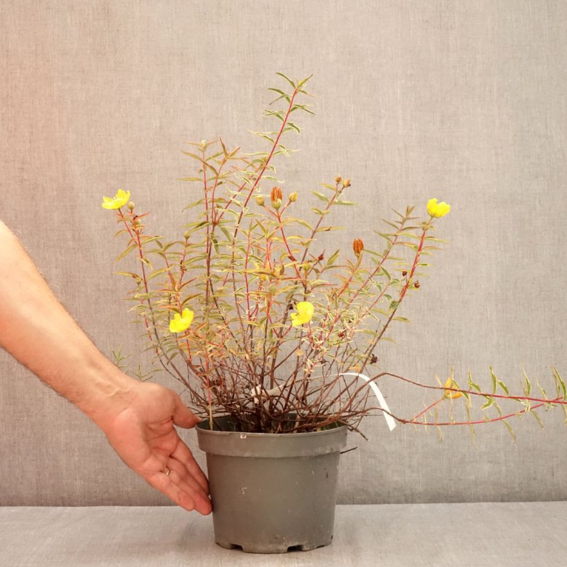 Example of Hypericum Hidcote Limelight - Großblumiges Johanniskraut Topf mit 3L/4L as you get in ete