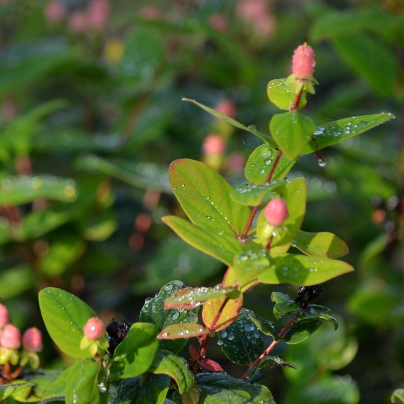 Hypericum Magical Beauty Kolmbeau - Johanniskraut (Foliage)