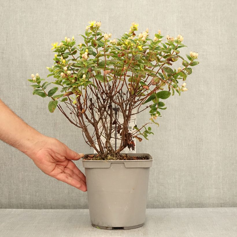 Example of Hypericum Magical Beauty Kolmbeau - Johanniskraut Topf mit 3L/4L as you get in ete