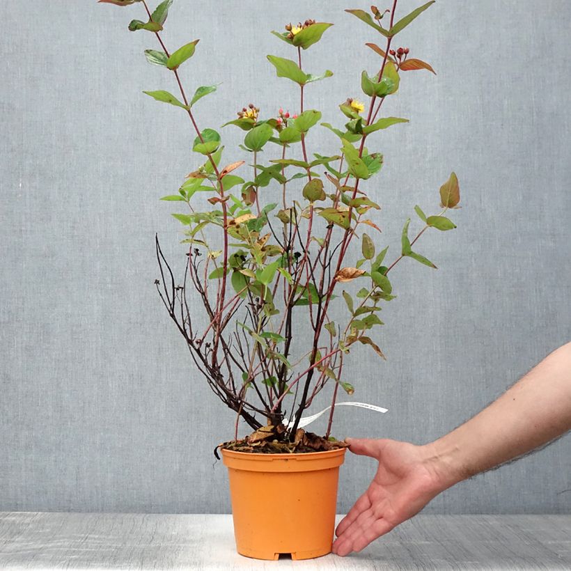 Exemplar von Hypericum Magical Red Flame - Johanniskraut Topf mit 2L/3L wie im Sommer geliefert