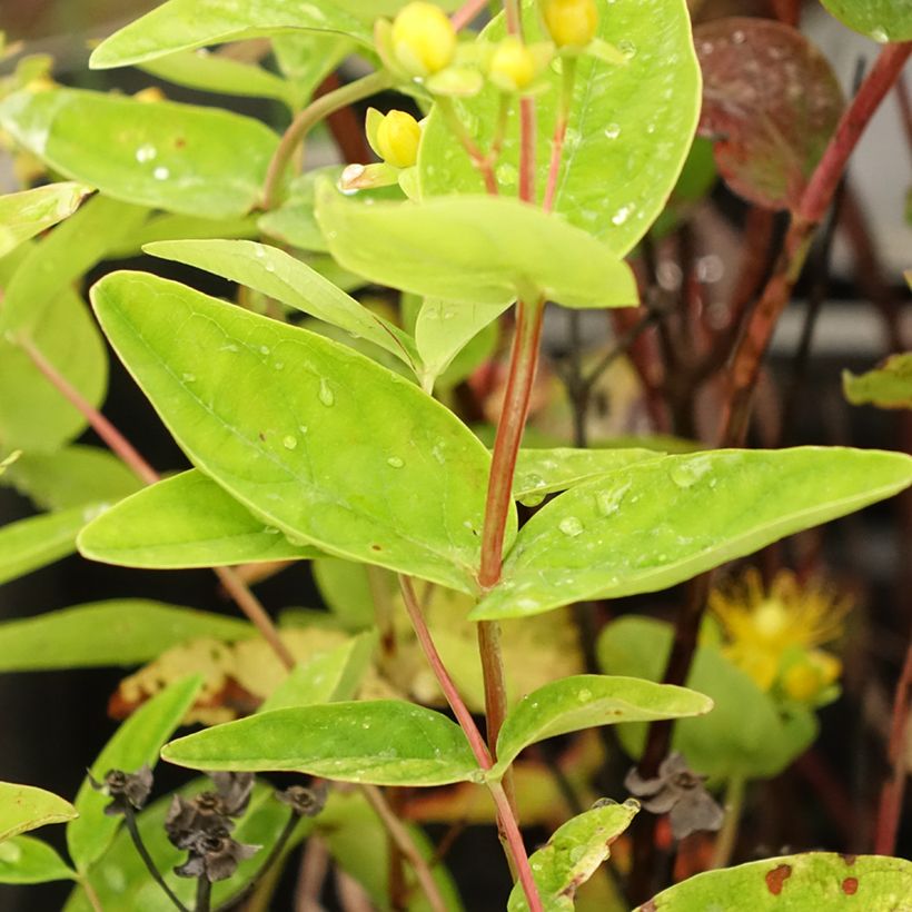 Hypericum Magical Red Flame - Johanniskraut (Foliage)