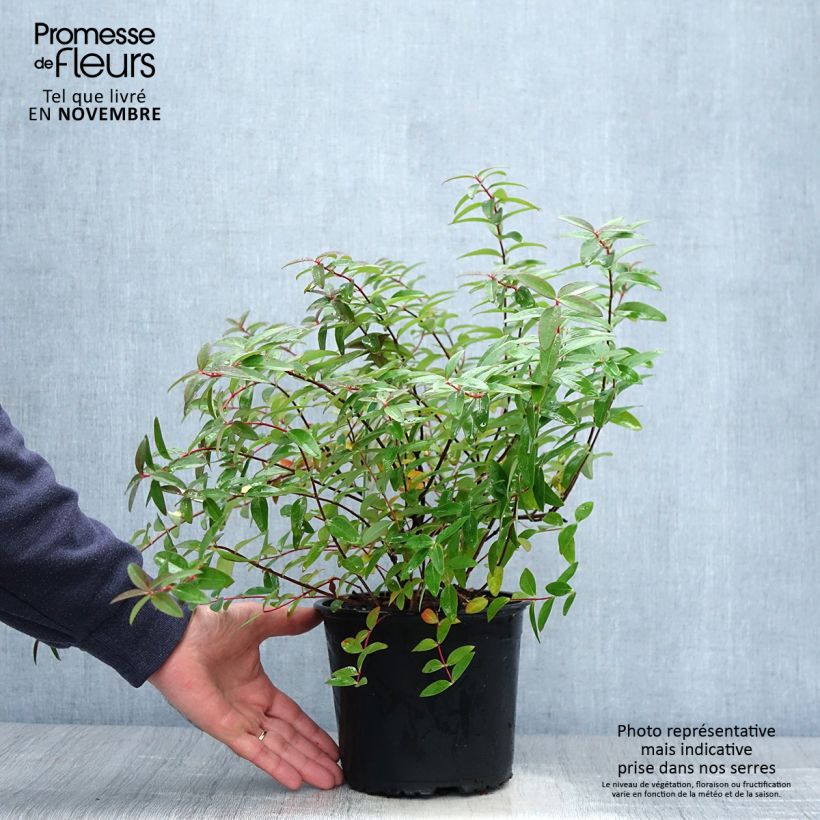Example of Hypericum Hidcote - Großblumiges Johanniskraut Topf mit 2L/3L as you get in automne