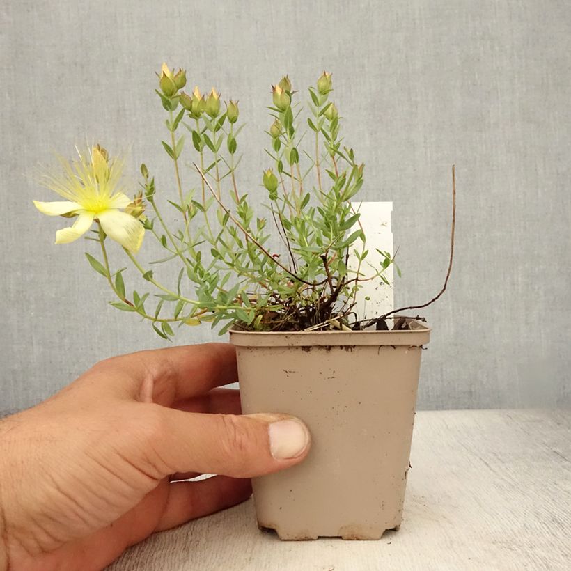 Exemplar von Hypericum olympicum Citrinum - Johanniskraut Kleine Töpfe von 8/9 cm wie im Sommer geliefert