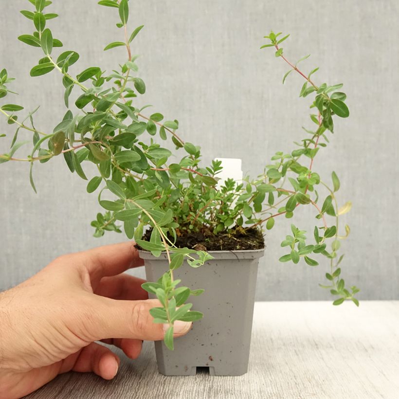 Example of Hypericum olympicum - Johanniskraut Kleine Töpfe von 8/9 cm as you get in automne