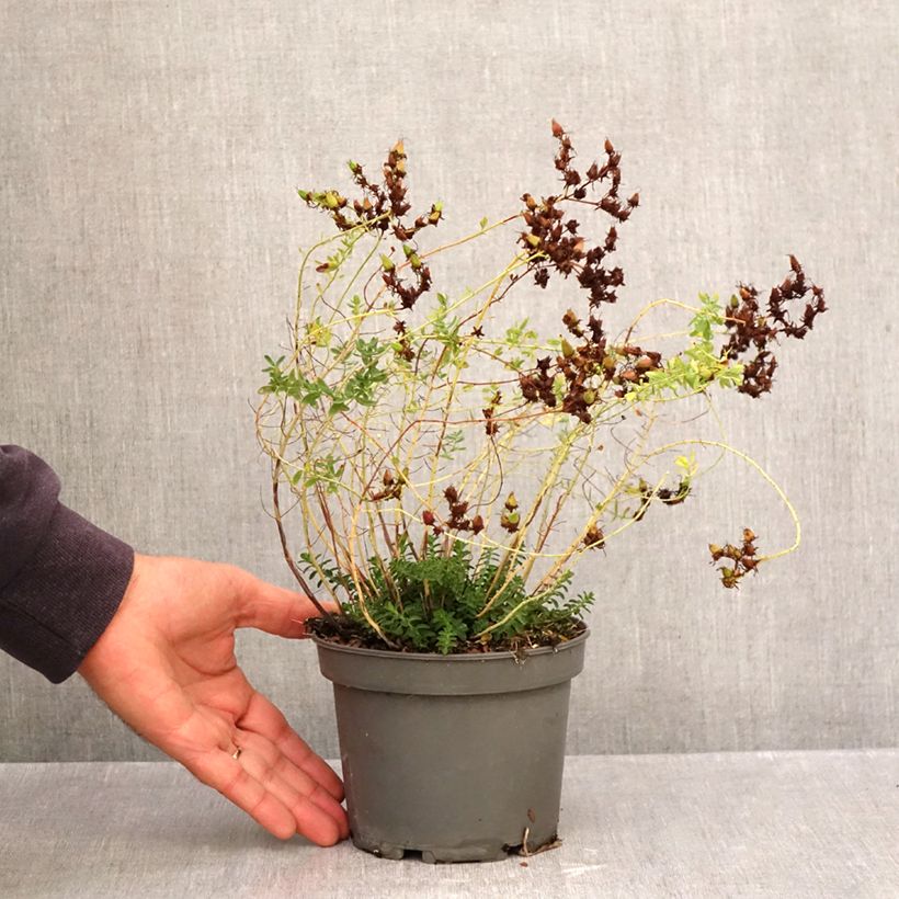 Exemplar von Hypericum perforatum - Johanniskraut Topf mit 1,5L/2L wie im Herbst geliefert