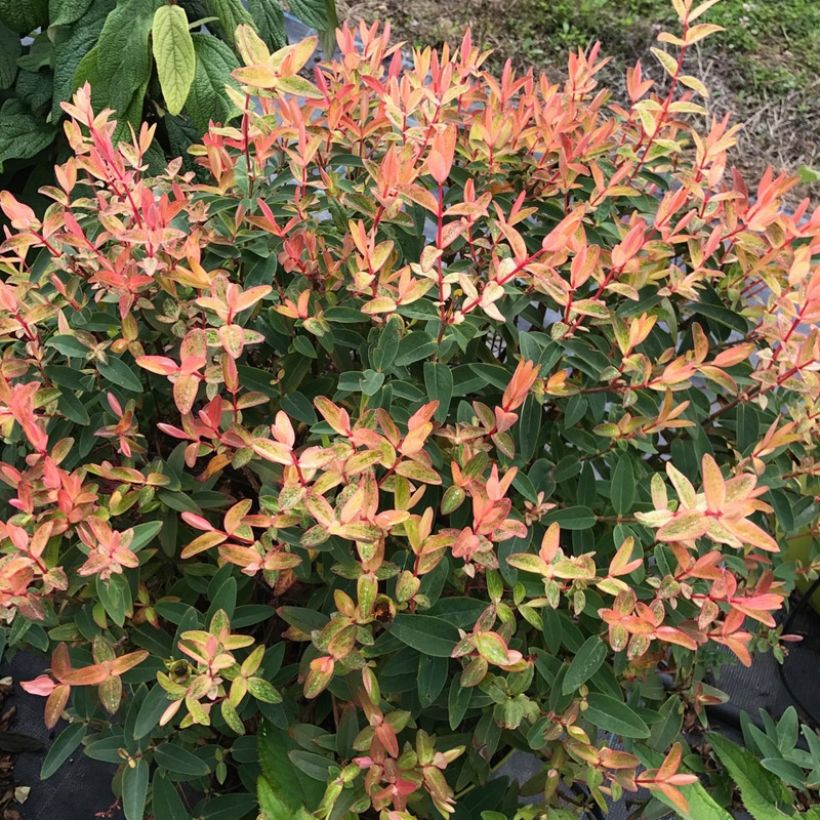 Hypericum Radiance - Johanniskraut (Plant habit)