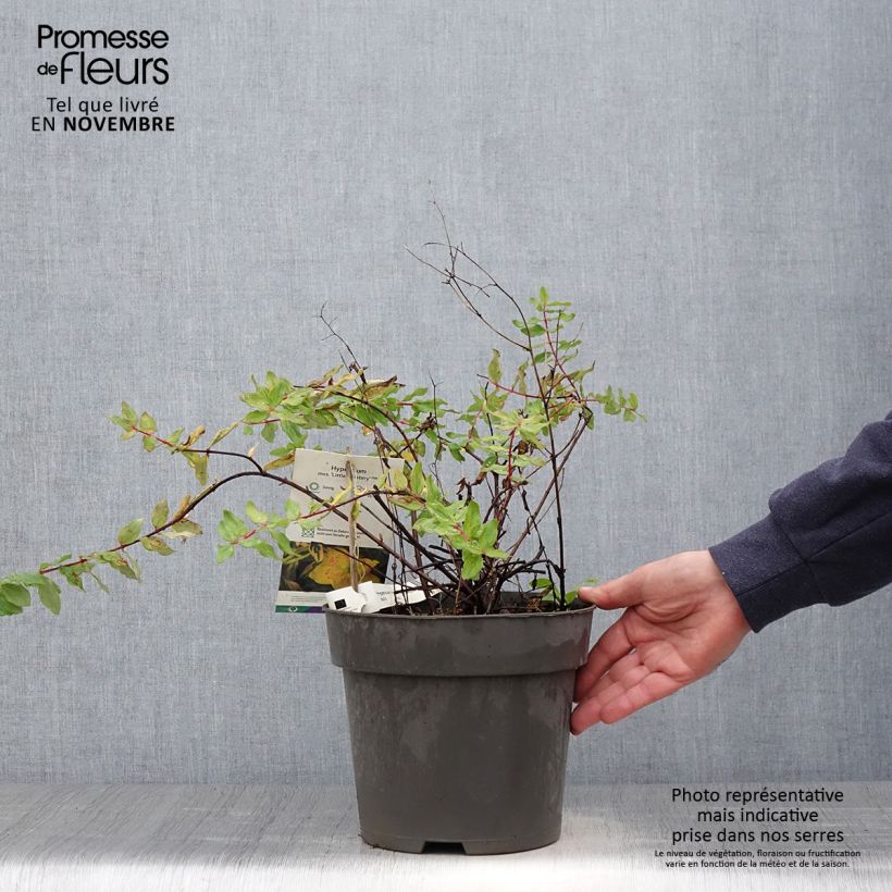 Example of Hypericum moserianum Little Misstery - Johanniskraut Topf mit 4L/5L as you get in automne