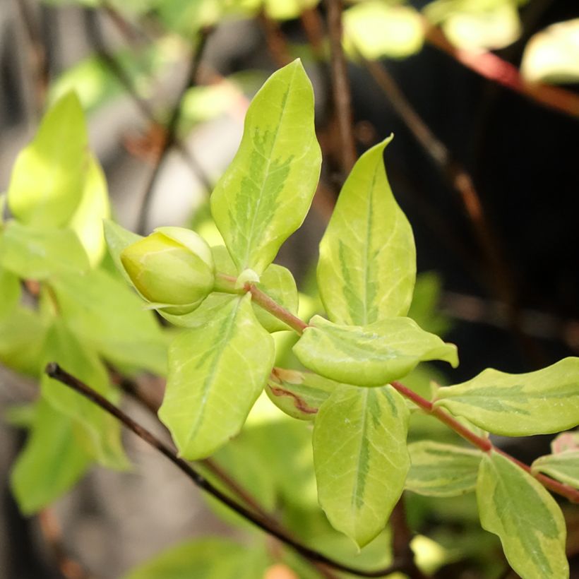 Hypericum moserianum Little Misstery - Johanniskraut (Foliage)