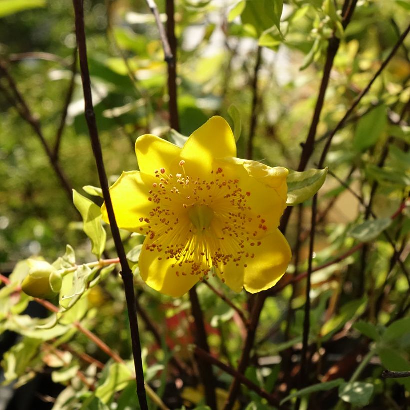 Hypericum moserianum Little Misstery - Johanniskraut (Flowering)