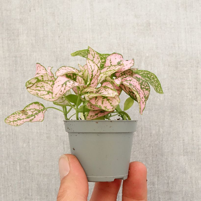 Example of Hypoestes phyllostachya Pink - Hüllenklaue Mini-plante as you get in printemps