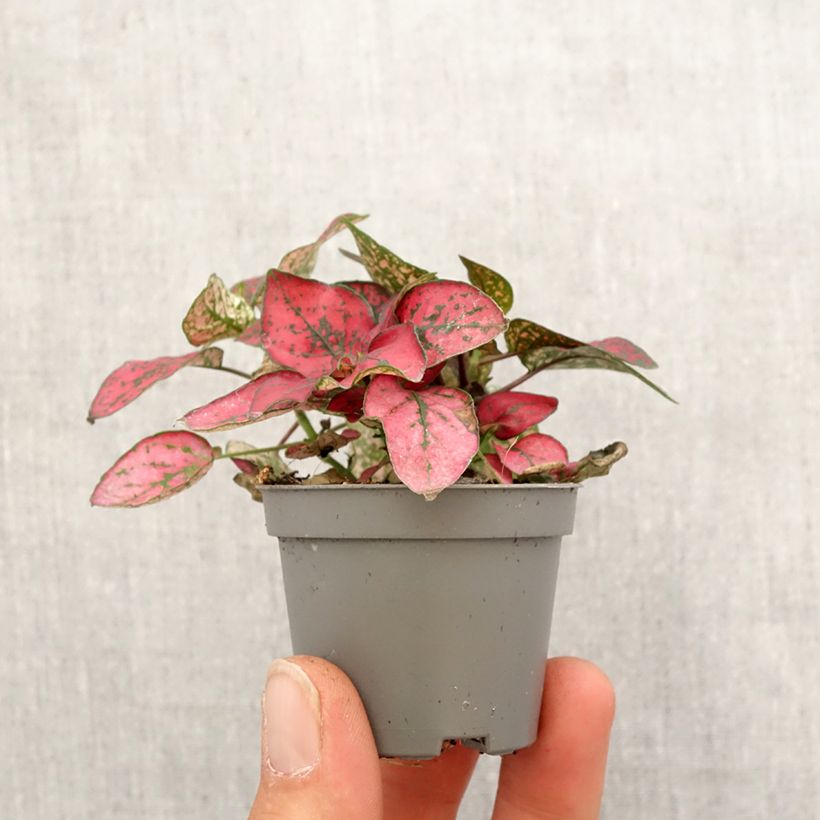 Example of Hypoestes phyllostachya Red - Hüllenklaue Mini-plante as you get in printemps