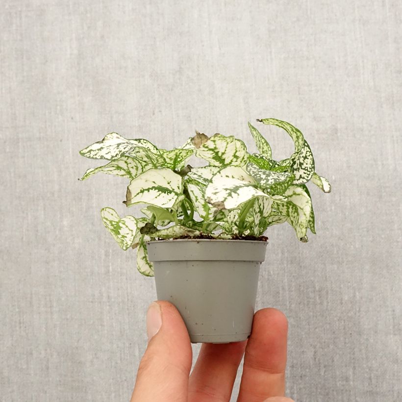 Example of Hypoestes phyllostachya White - Hüllenklaue Mini-plante as you get in printemps