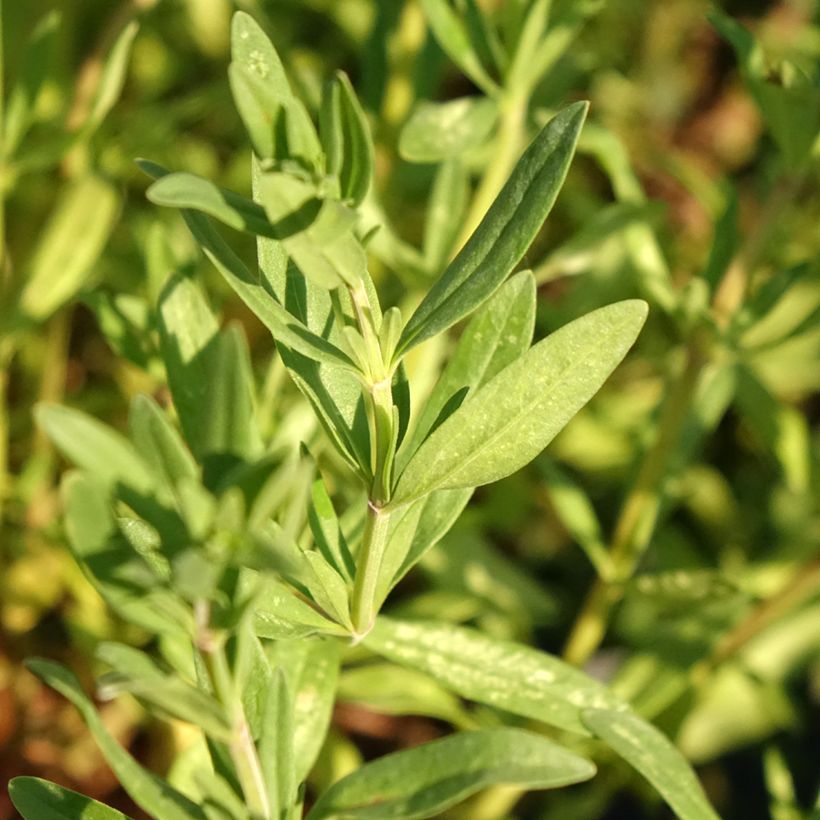 Ysop - Hyssopus officinalis (Foliage)