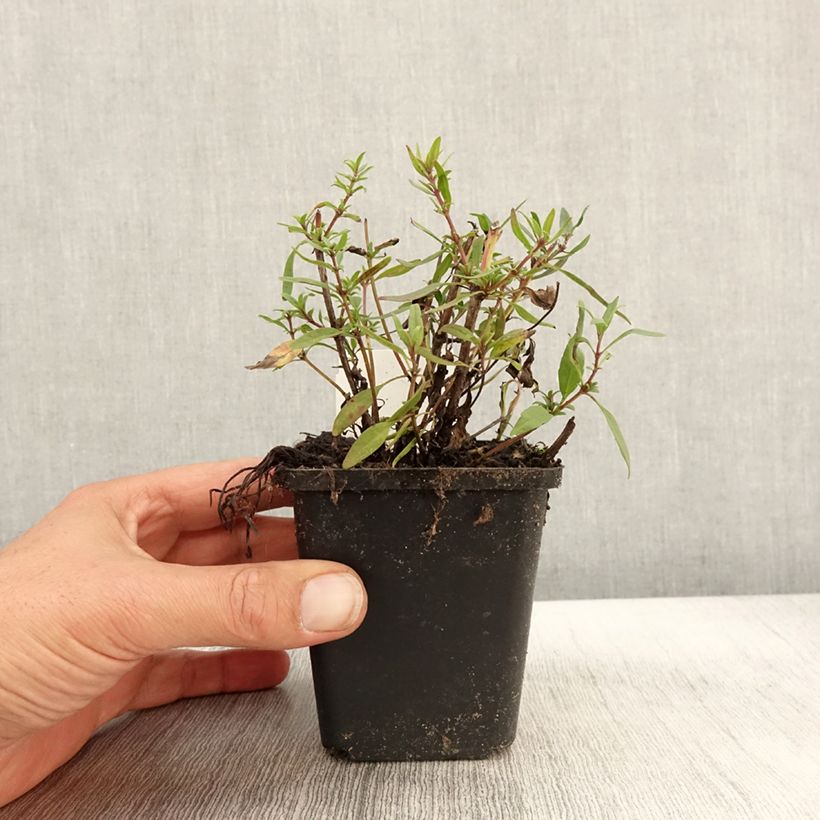 Example of Hyssopus officinalis f. roseus Kleine Töpfe von 8/9 cm as you get in automne