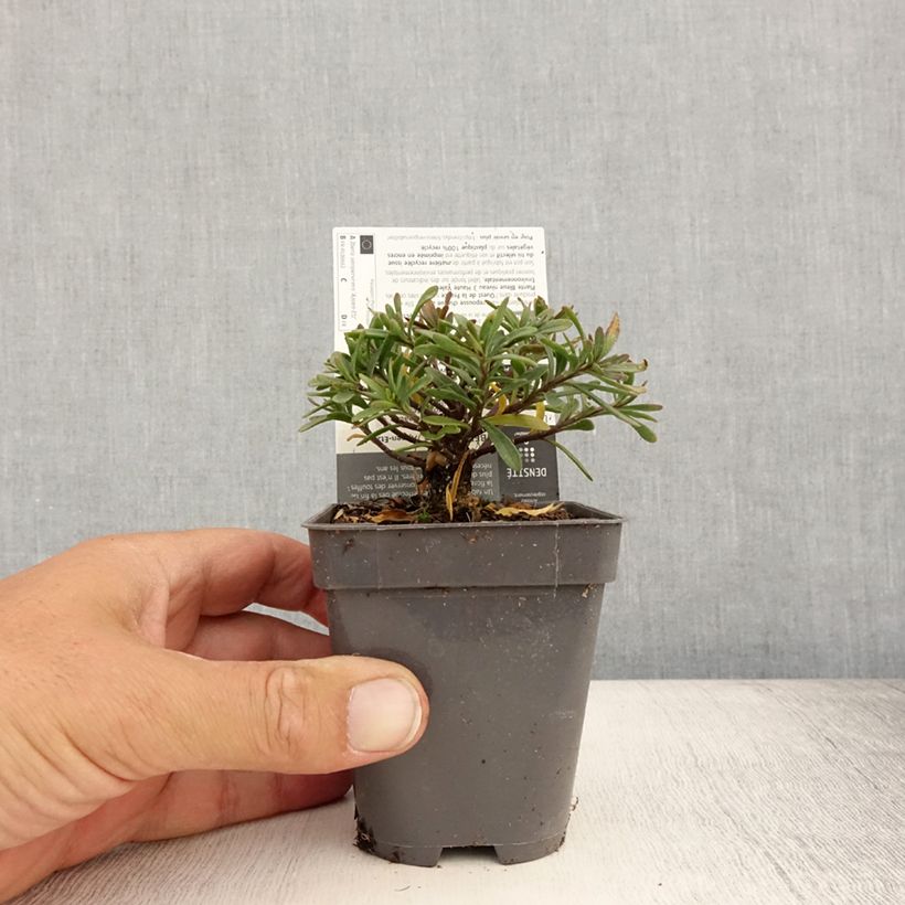 Exemplar von Iberis sempervirens Appen-Etz - Immergrüne Schleifenblume Kleine Töpfe von 8/9 cm wie im Sommer geliefert