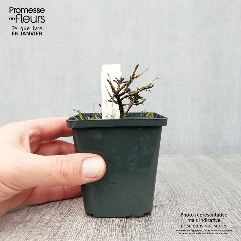 Exemplar von Iberis sempervirens Appen-Etz - Immergrüne Schleifenblume Kleine Töpfe von 8/9 cm wie im Winter geliefert