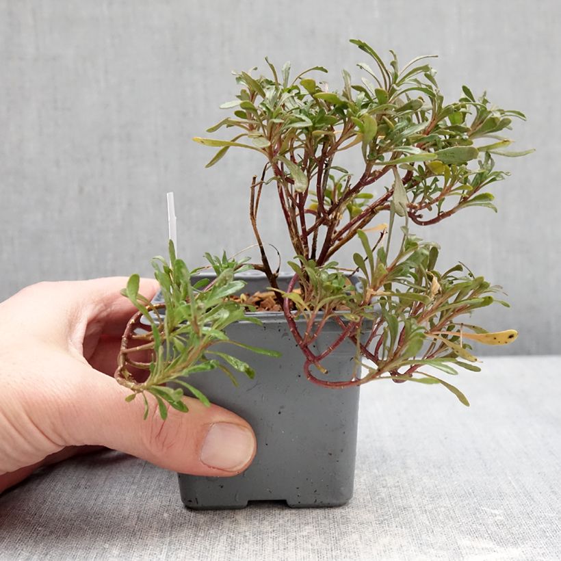 Exemplar von Iberis sempervirens First Flush Grace - Corbeille d’argent Kleine Töpfe von 8/9 cm wie im Winter geliefert