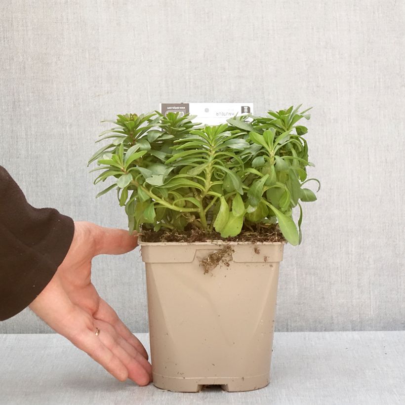 Exemplar von Iberis sempervirens Masterpiece - Immergrüne Schleifenblume Topf mit 2L/3L wie im Winter geliefert