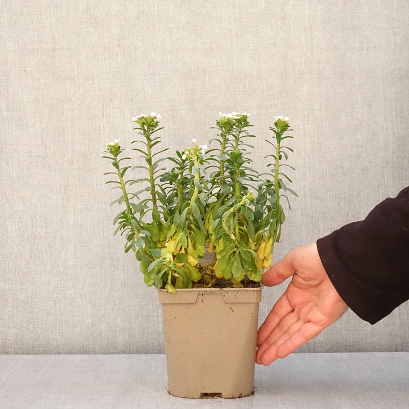 Exemplar von Iberis sempervirens Masterpiece - Immergrüne Schleifenblume Topf mit 2L/3L wie im Frühjahr geliefert