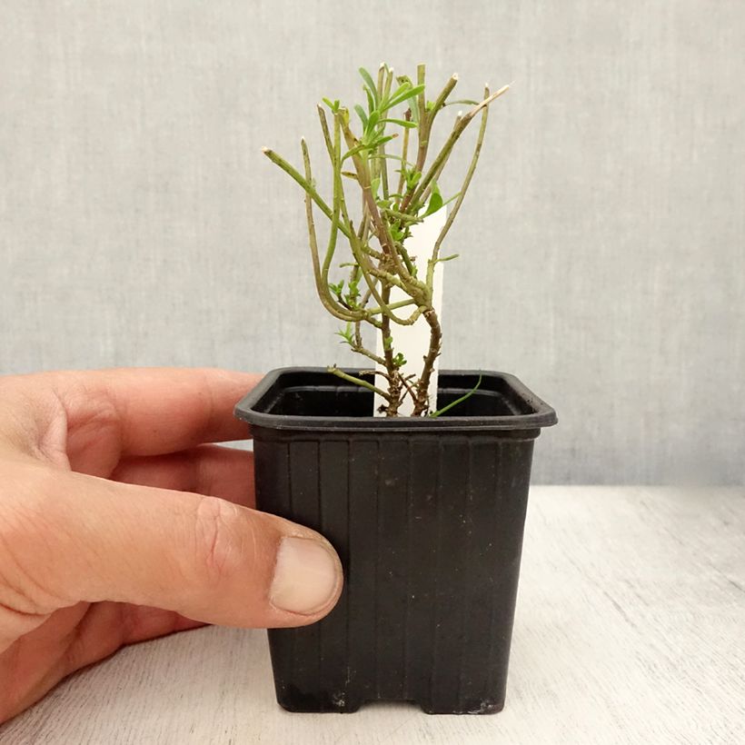 Exemplar von Iberis sempervirens Weisser Zwerg - Immergrüne Schleifenblume Kleine Töpfe von 8/9 cm wie im Sommer geliefert