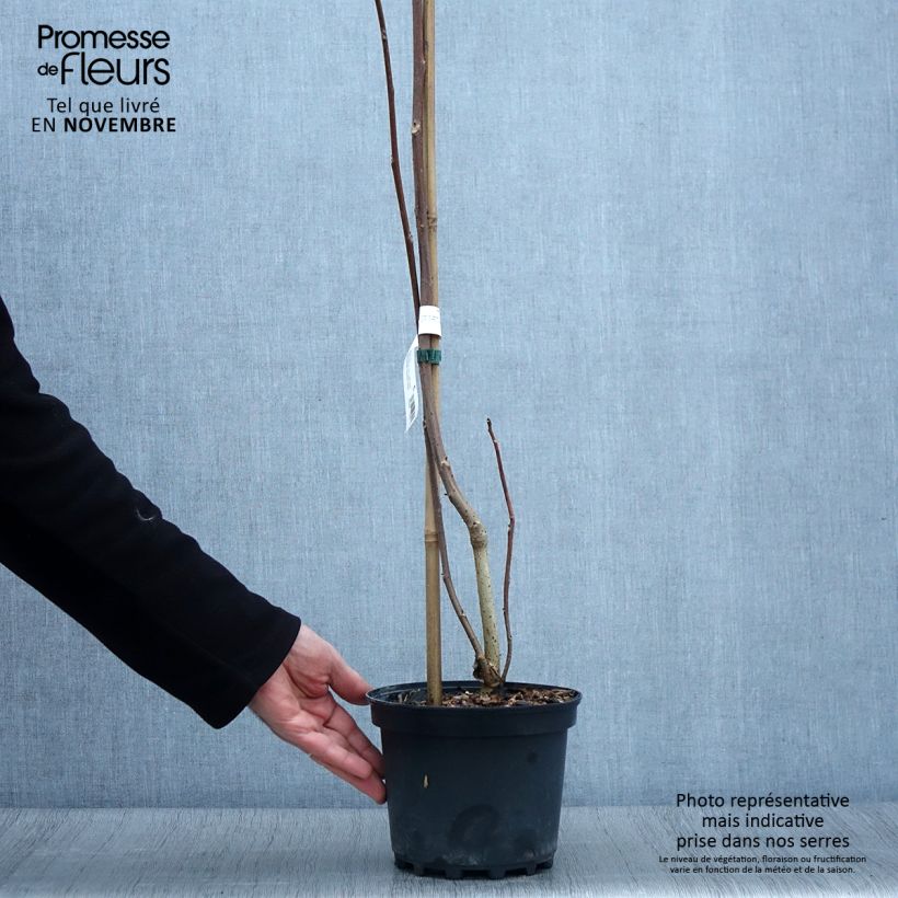 Example of Idesia polycarpa - Orangenkirsche Topf mit 2L/3L as you get in automne