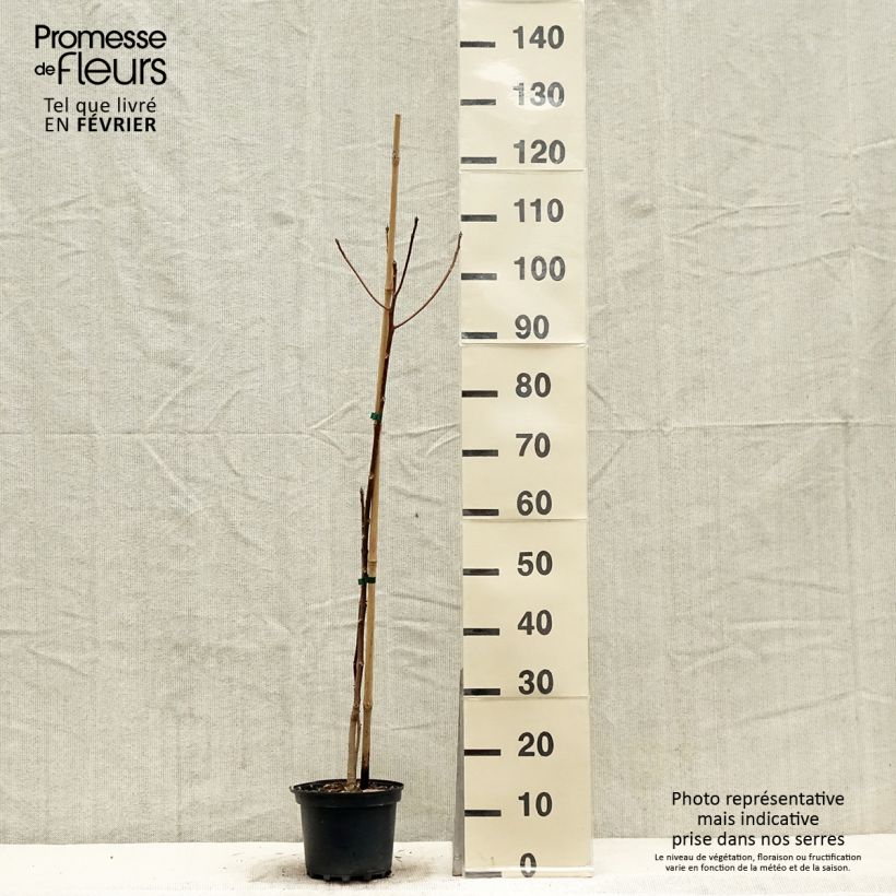 Exemplar von Idesia polycarpa - Orangenkirsche Topf mit 2L/3L wie im Winter geliefert