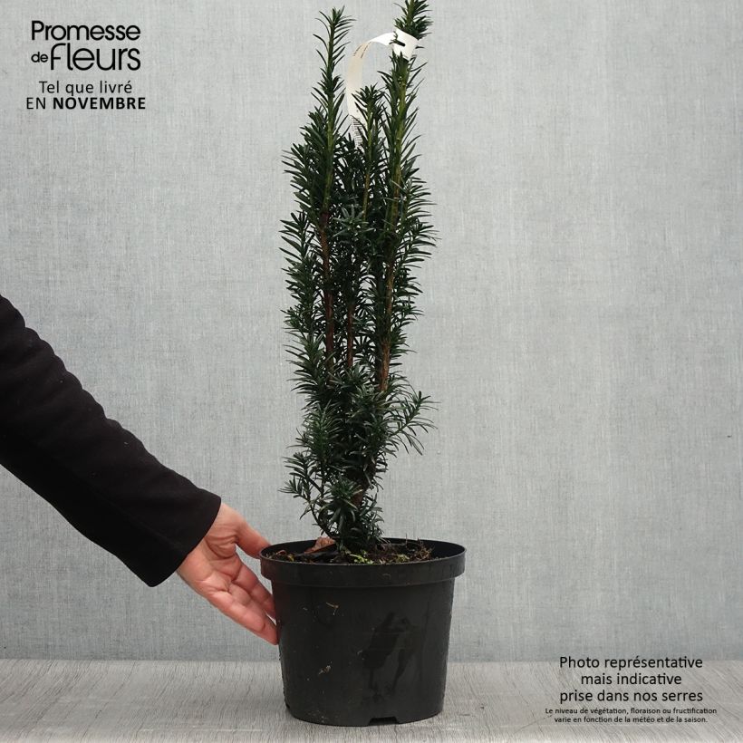 Example of Säuleneibe Black Tower - Taxus baccata fastigiata Topf mit 4L/5L as you get in automne