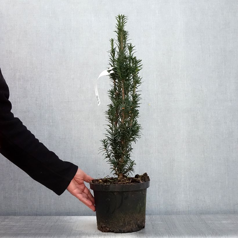 Exemplar von Säuleneibe Black Tower - Taxus baccata fastigiata Topf mit 4L/5L wie im Frühjahr geliefert