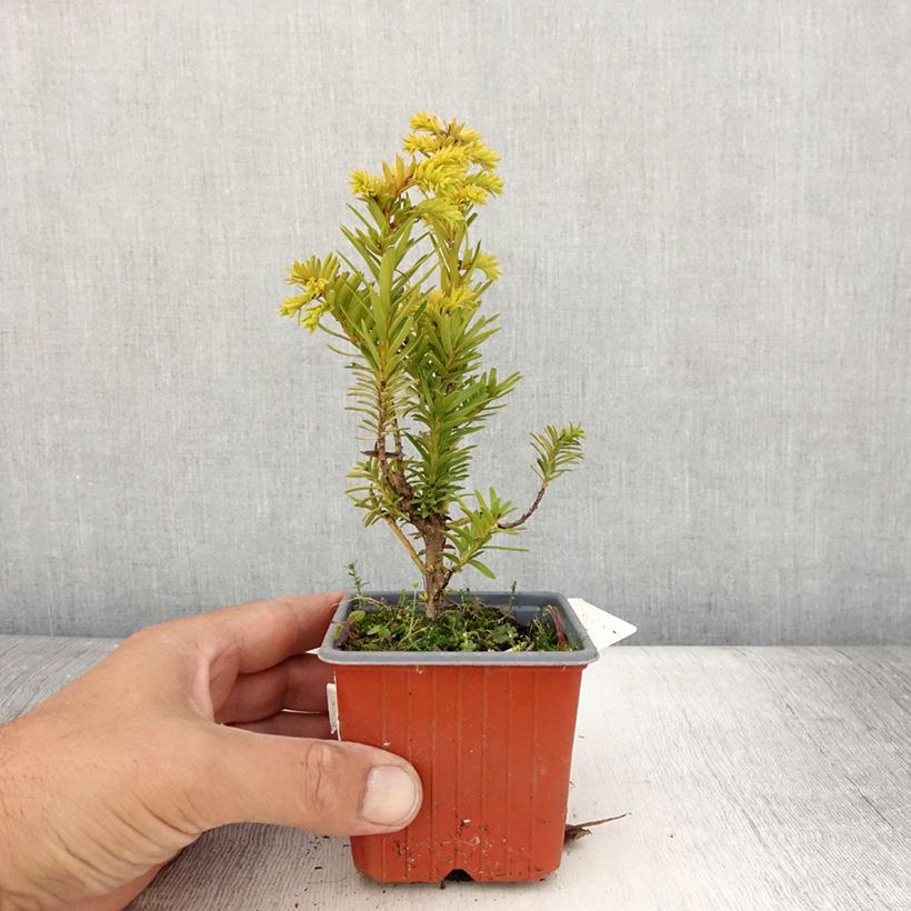 Example of Eibe Kupfergold - Taxus baccata Kleine Töpfe von 8/9 cm as you get in ete