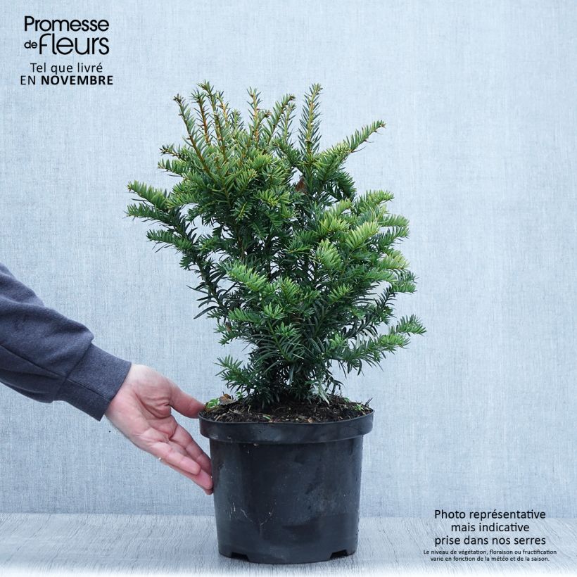 Example of Eibe Kupfergold - Taxus baccata Topf mit 4L/5L as you get in automne