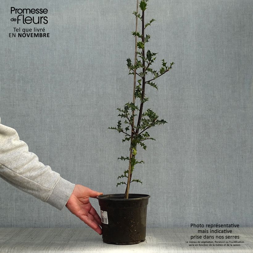 Example of Europäische Stechpalme - Ilex aquifolium Topf mit 2L/3L as you get in automne