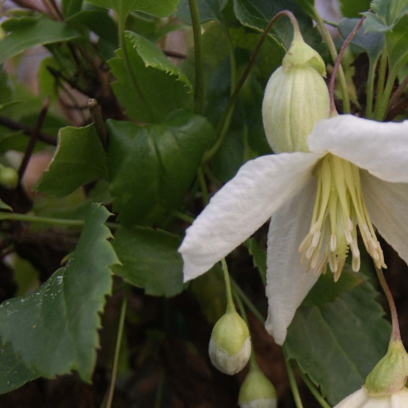 Clematis cirrhosa Jingle Bells - Waldrebe (Foliage)