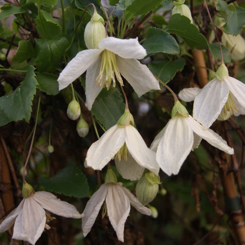 Clematis cirrhosa Jingle Bells - Waldrebe (Flowering)