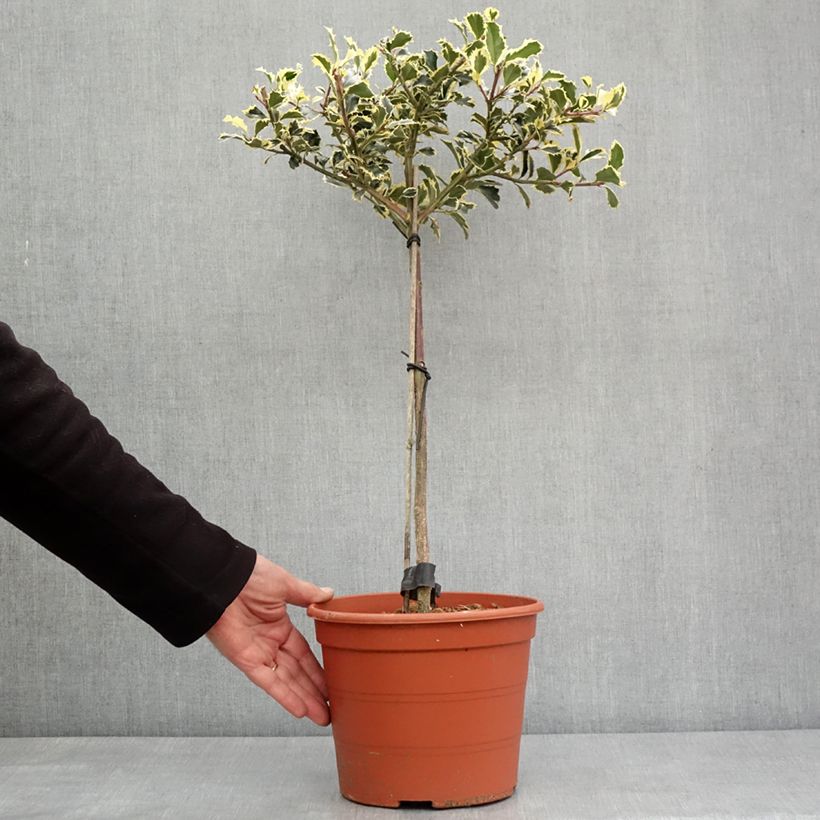 Exemplar von Weißbunte Stechpalme Silver Queen - Ilex aquifolium Topf mit 4L/5L wie im Winter geliefert